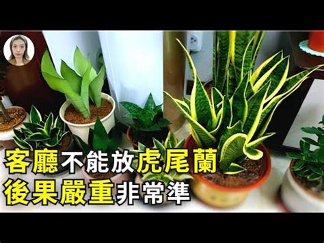 招財風水禁忌擺放虎尾蘭風水|虎尾蘭風水擺放禁忌：避厄運，這些地方別擺放！ 